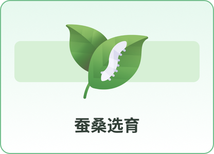 蚕桑